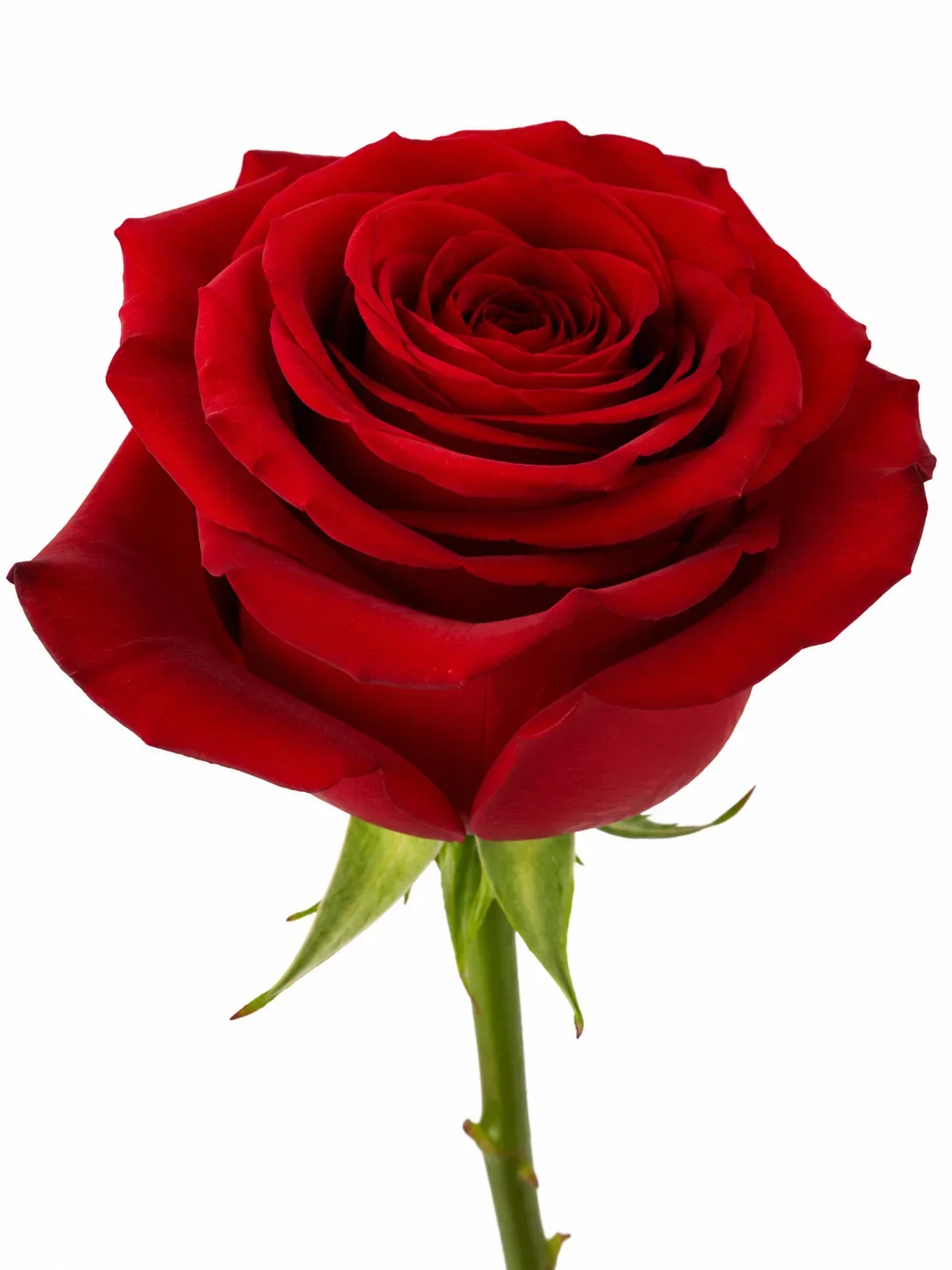 Rood 70 cm